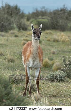 Stock Photo - Guanaco portrait, Patagonia. Fotosearch