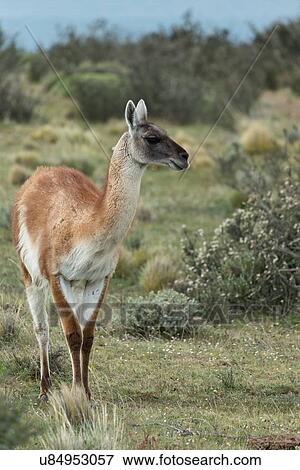 Stock Photo - Guanaco portrait, Patagonia. Fotosearch