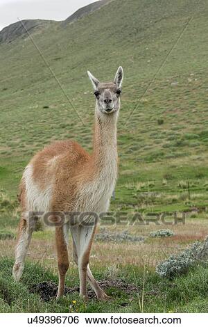 Stock Photograph - Guanaco portrait, Patagonia. Fotosearch