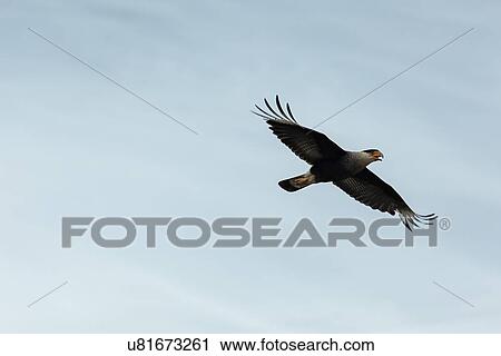 Southern Crested Caracara, Patagonia View Large Photo Image Stock Image - Southern Crested Caracara, Patagonia. Fotosearch