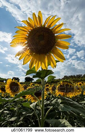 Stock Photo - Sunflower and sunburst, Umbria, Italy. Fotosearch
