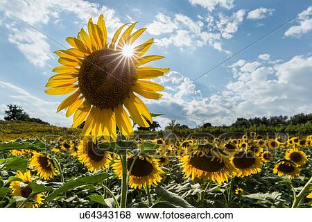 Stock Photo - Sunflower and sunburst, Umbria, Italy. Fotosearch