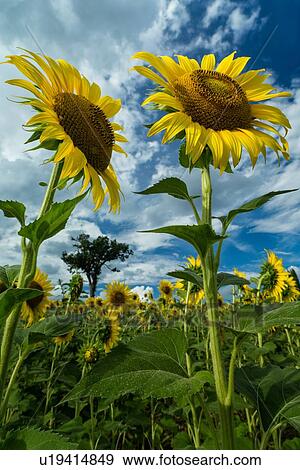 Stock Photo - Sunflower close and personal. Fotosearch