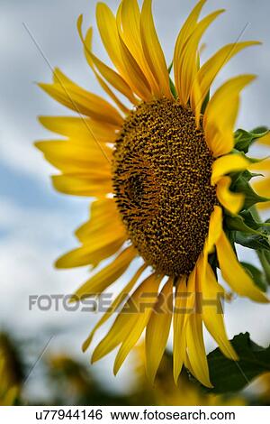 Sunflower close and personal View Large Photo Image Stock Photograph - Sunflower close and personal. Fotosearch
