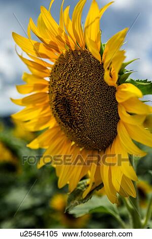 Sunflower close and personal View Large Photo Image Stock Photography - Sunflower close and personal. Fotosearch