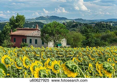 Stock Photography - Sunflowers and farmhouse, Umbria, Italy. Fotosearch