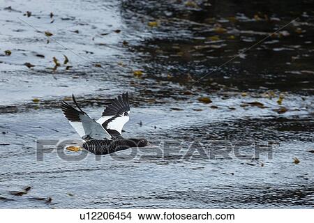 Picture - Views of the Beagle Channel, Ushuaia, Argentina. Fotosearch