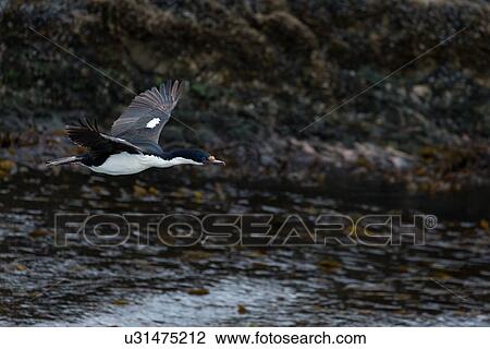 Stock Image - Views of the Beagle Channel, Ushuaia, Argentina. Fotosearch