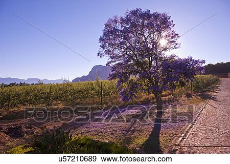 Stock Photo - Blossoming tree and vines, Cape Town, South Africa. Fotosearch