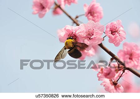 Stock Photograph - Close up of bee feeding on peach blossom. Fotosearch