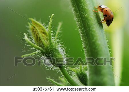 Close up of beetle crawling up flower stem View Large Photo Image Stock Image - Close up of beetle crawling up flower stem. Fotosearch