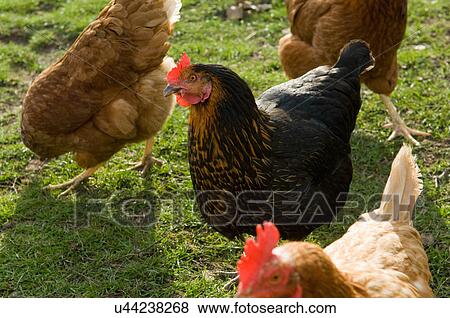 Close up of free range hens in field View Large Photo Image Stock Photo - Close up of free range hens in field. Fotosearch