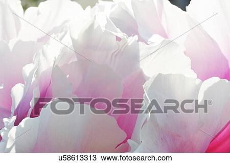 Stock Image - Close up of pink and white petaled flowerhead. Fotosearch
