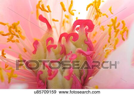 Close up of pink petaled flower with pink and yellow stamen View Large Photo Image Stock Photo - Close up of pink petaled flower with pink and yellow stamen. Fotosearch