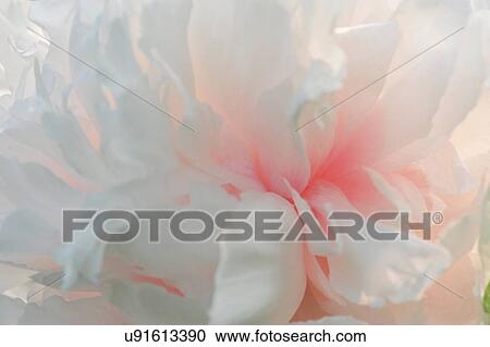 Close up of pink petaled flowerhead View Large Photo Image Stock Image - Close up of pink petaled flowerhead. Fotosearch