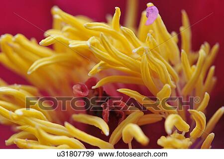 Stock Photo - Close up of pink petaled flowerhead with yellow stamen. Fotosearch