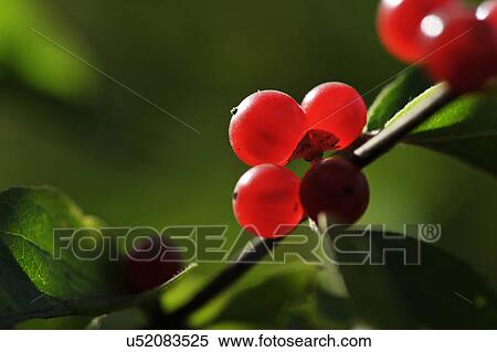Stock Photography - Close up of red berries on twig. Fotosearch