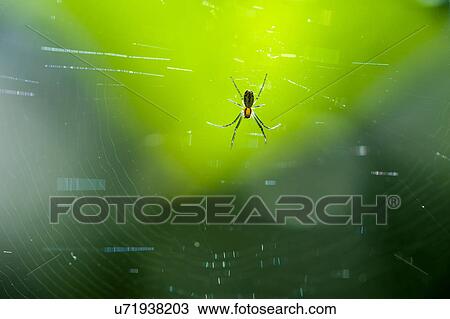 Close up of spider in web View Large Photo Image Stock Image - Close up of spider in web. Fotosearch