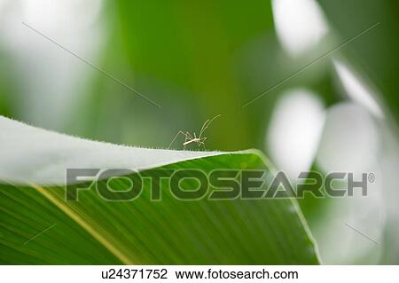 Close up of spider on leaf View Large Photo Image Stock Image - Close up of spider on leaf. Fotosearch