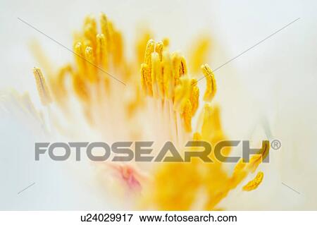 Stock Photo - Close up of white petaled flower with yellow stamen. Fotosearch