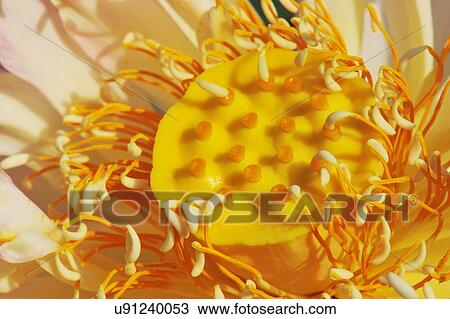 Stock Image - Close up of white petaled flowerhead with yellow stamen. Fotosearch
