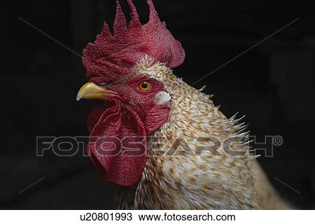 Stock Image - Close up portrait of hen. Fotosearch