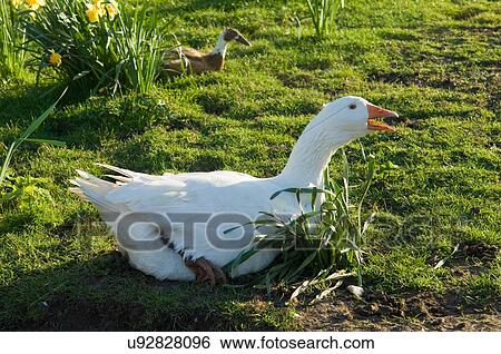 Farm goose sitting in grass View Large Photo Image Stock Photograph - Farm goose sitting in grass. Fotosearch