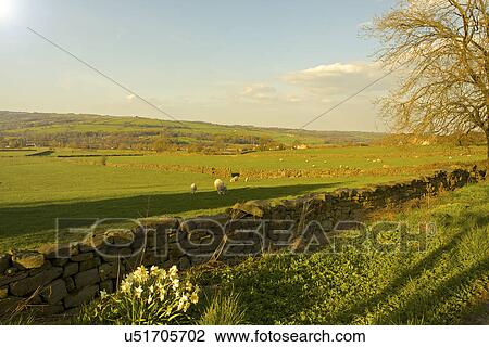 Farm in Skipton, Yorkshire, England View Large Photo Image Stock Image - Farm in Skipton, Yorkshire, England. Fotosearch