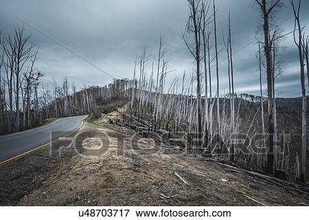 Forest fire ravaged trees towards Mt Hotham, Victoria, Australia View Large Photo Image Stock Photo - Forest fire ravaged trees towards Mt Hotham, Victoria, Australia. Fotosearch