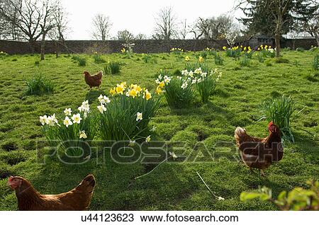 Free range hens in field View Large Photo Image Stock Image - Free range hens in field. Fotosearch