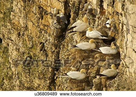 Gannets on side of rocky cliff, Bempton, Yorkshire, England View Large Photo Image Stock Photo - Gannets on side of rocky cliff, Bempton, Yorkshire, England. Fotosearch