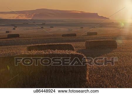 Picture - Haystacks in field at sunset. Fotosearch