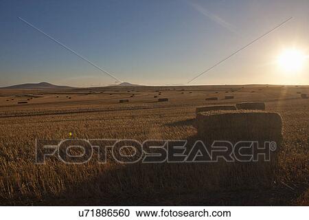 Stock Image - Haystacks in harvested field at sunset. Fotosearch