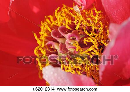 Macro photography of pink petaled flower with yellow stamen View Large Photo Image Picture - Macro photography of pink petaled flower with yellow stamen. Fotosearch