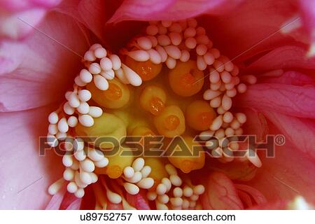 Macro photography of pink petaled flower with white and yellow stamen View Large Photo Image Stock Photo - Macro photography of pink petaled flower with white and yellow stamen. Fotosearch