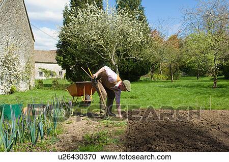 Mature man bending forward to weed vegetable garden View Large Photo Image Stock Image - Mature man bending forward to weed vegetable garden. Fotosearch