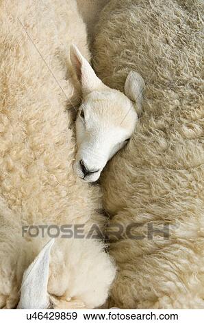 Stock Photo - Overhead view of lambs head between two sheep. Fotosearch