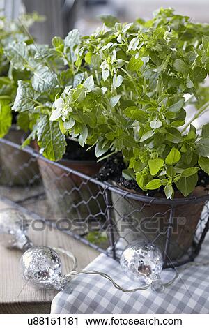 Pots of fresh herbs View Large Photo Image Stock Image - Pots of fresh herbs. Fotosearch