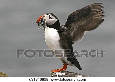 Stock Photo - Puffin - (Fratercula arctica) carrying fish in its beak. Fotosearch
