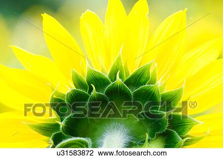 Stock Image - Rear view close up of yellow petaled flowerhead. Fotosearch