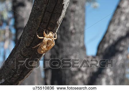 Stock Photograph - Shed skin of the Australian Cicada, having been underground for 7 years, New South Wales, Australia. Fotosearch