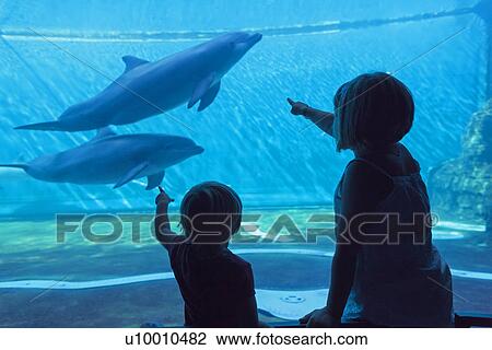 Silhouette of two young sisters watching dolphins in marine aquarium View Large Photo Image Stock Image - Silhouette of two young sisters watching dolphins in marine aquarium. Fotosearch