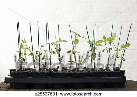 Stock Image - Sunflower plants on garden table in conservatory. Fotosearch