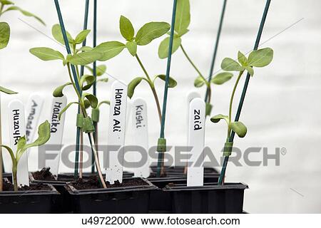 Stock Image - Sunflower plants on garden table in conservatory. Fotosearch