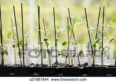 Picture - Sunflower plants on window sill. Fotosearch