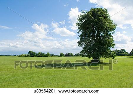 Stock Image - Sunlit view of green fields and tree. Fotosearch