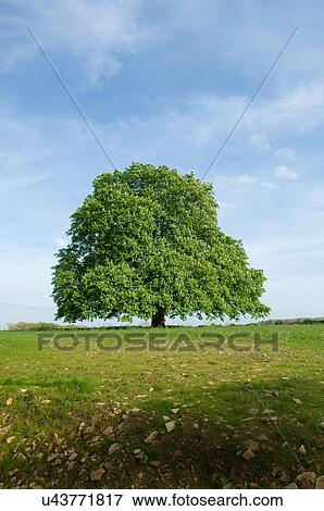 Stock Photo - Sunlit view of tree on hill horizon. Fotosearch