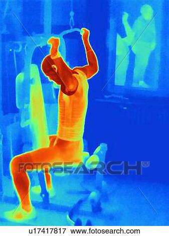 Thermal image of male athlete training on exercise machine. Image shows the heat produced by the muscles during training View Large Photo Image Stock Photo - Thermal image of male athlete training on exercise machine. Image shows the heat produced by the muscles during training. Fotosearch
