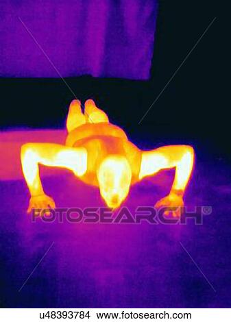 Picture - Thermal image of young male athlete doing push up training. The image shows the heat produced by the muscles. Fotosearch