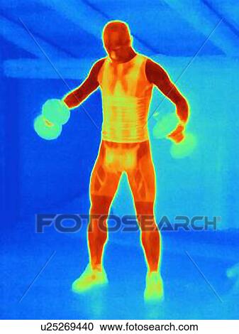 Thermal image of young male athlete training with barbells. The image shows the heat produced by the muscles View Large Photo Image Stock Image - Thermal image of young male athlete training with barbells. The image shows the heat produced by the muscles. Fotosearch